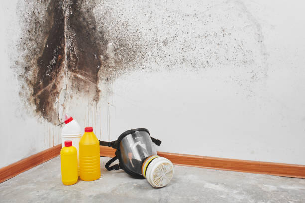 Trusted Croydon, PA Mold Removal Experts