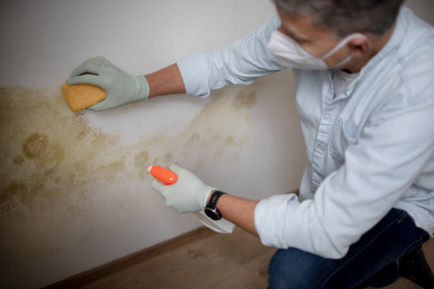 Best Attic Mold Removal  in Croydon, PA