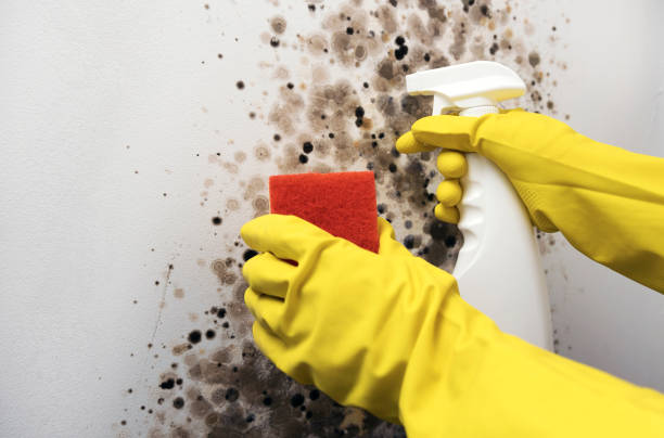 Best Black Mold Removal  in Croydon, PA