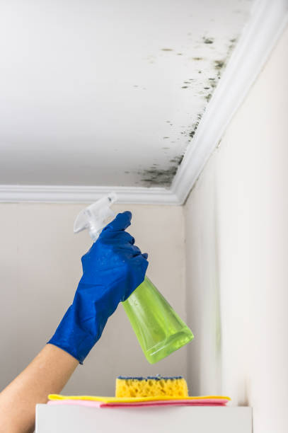 Office Mold Removal Services in Croydon, PA