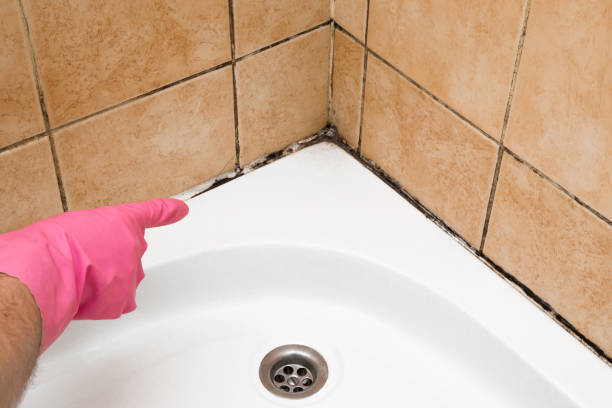 Mold Testing and Removal in Croydon, PA